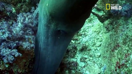 Murènes javanaise - nat geo wild