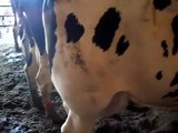 Cette vache a une énorme bosse sur la patte arrière, mais quand le vétérinaire la perce… OMG !