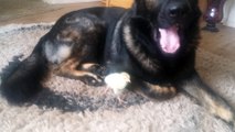 Gentle German Shepherd watches over baby turkey