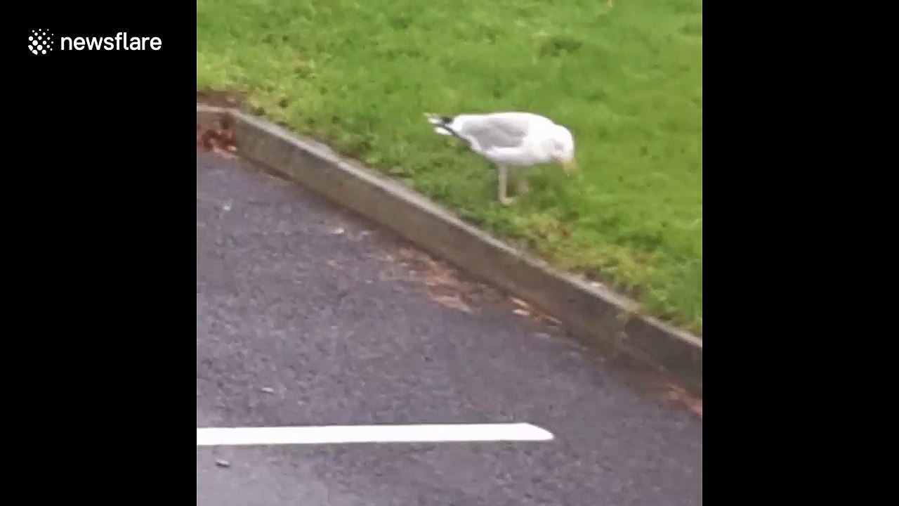 Seagull goes raving