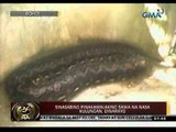 24oras: Pinakamalaking sawa 'in captivity,' makikita sa Bohol