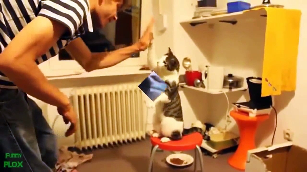 САМЫЕ СМЕШНЫЕ ВИДЕО ПРО ЖИВОТНЫХ СМЕШНО ДО СЛЕЗ