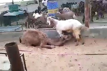 Yavru Deveye Süt Veren Anne Keçi