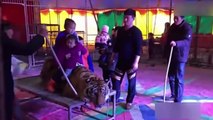 Un tigre ligoté pour que des visiteurs puissent prendre une photo sur son dos