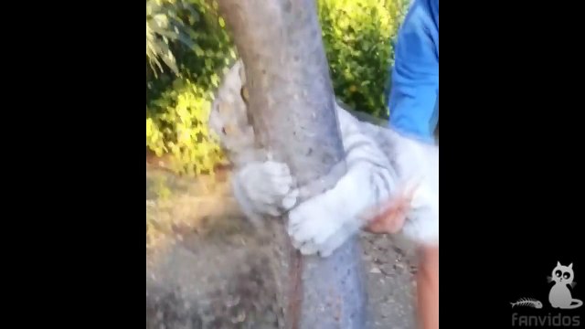 СМЕШНЫЕ КОТЫ ПРИКОЛЫ С КОТАМИ ТОПовая подборка 2016 ПРИКОЛЫ С КОШКАМИ FUNNY CATS Смешные моменты