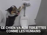 Le chien qui urinait dans les toilettes publiques