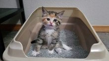 Pour la première fois, ce chaton utilise la litière ce qu'il fait à 00:42 est inexplicable !