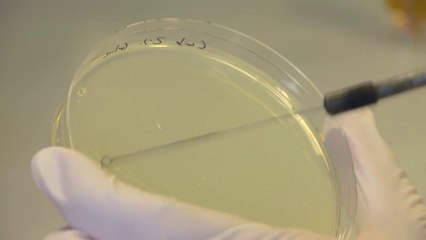 Desarrollan plástico sostenible a partir de las agujas de pino