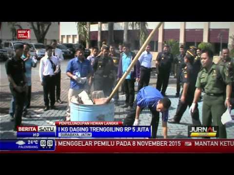 Bea Cukai Surabaya Gagalkan Penyelundupan Trenggiling ke Singapura