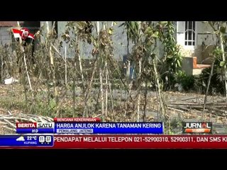 Lahan Pertanian di Pemalang Kering, Tanaman Tomat Mati