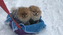 Pomeranians enjoy snowy sleigh ride