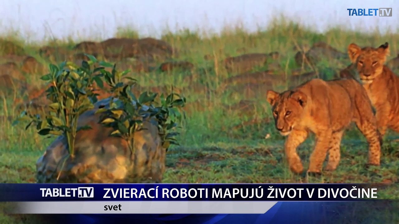 Život v divočine úplne zblízka zmapovali zvierací roboti