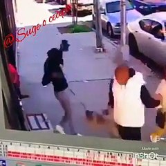 Quand un chat véritablement enragé s'en prend à un petit chien