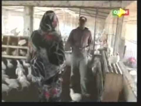 Oumou SANGARE et ses sœurs Artistes dans les travaux de Champs pour le Mois de Mars.