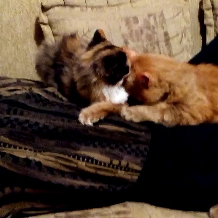 Кототерапия.