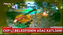 CHP'li belediyenin ağaç katliamı!