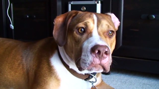 Серия ударов от кота | Прикол