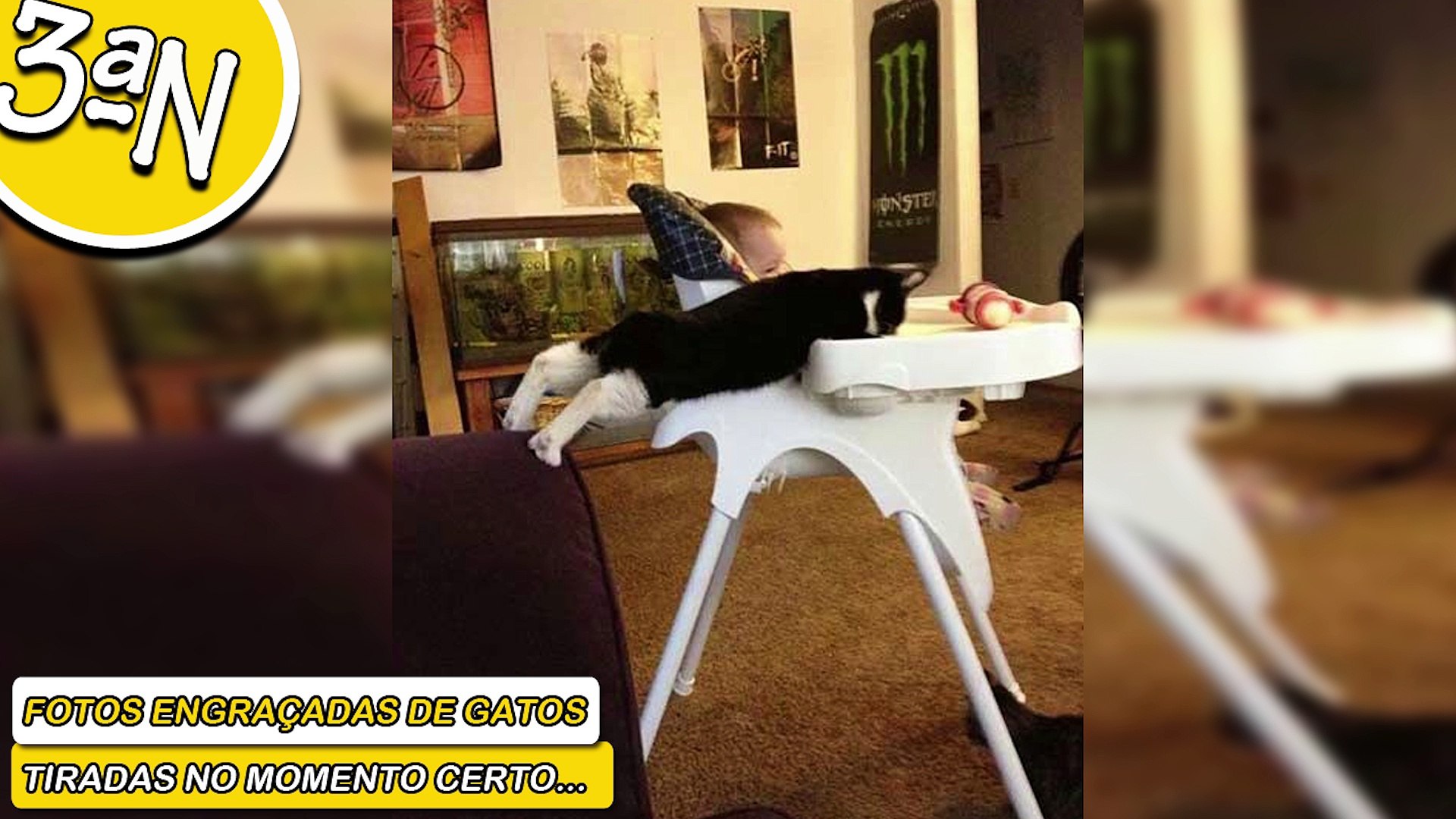 FOTOS ENGRAÇADAS DE GATOS