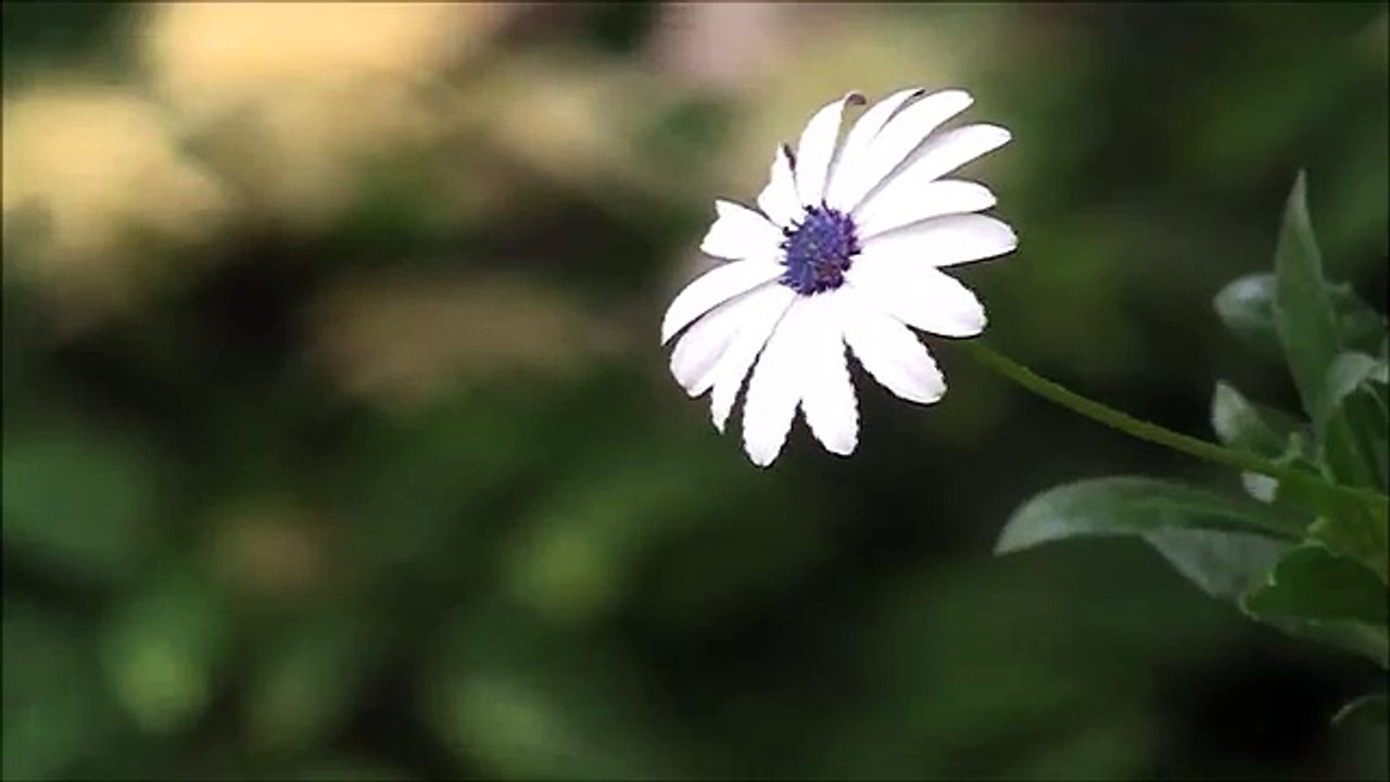 Bliss