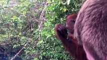 Orangutan slaps tourist in the face to get treat