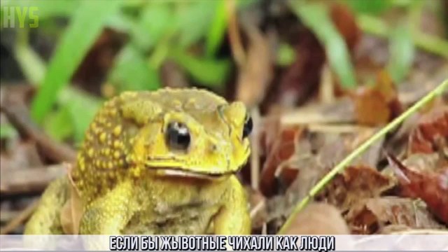 ЛУЧШИЕ ПРИКОЛЫ 2016 Ноябрь | Лучшая Подборка Приколов титры