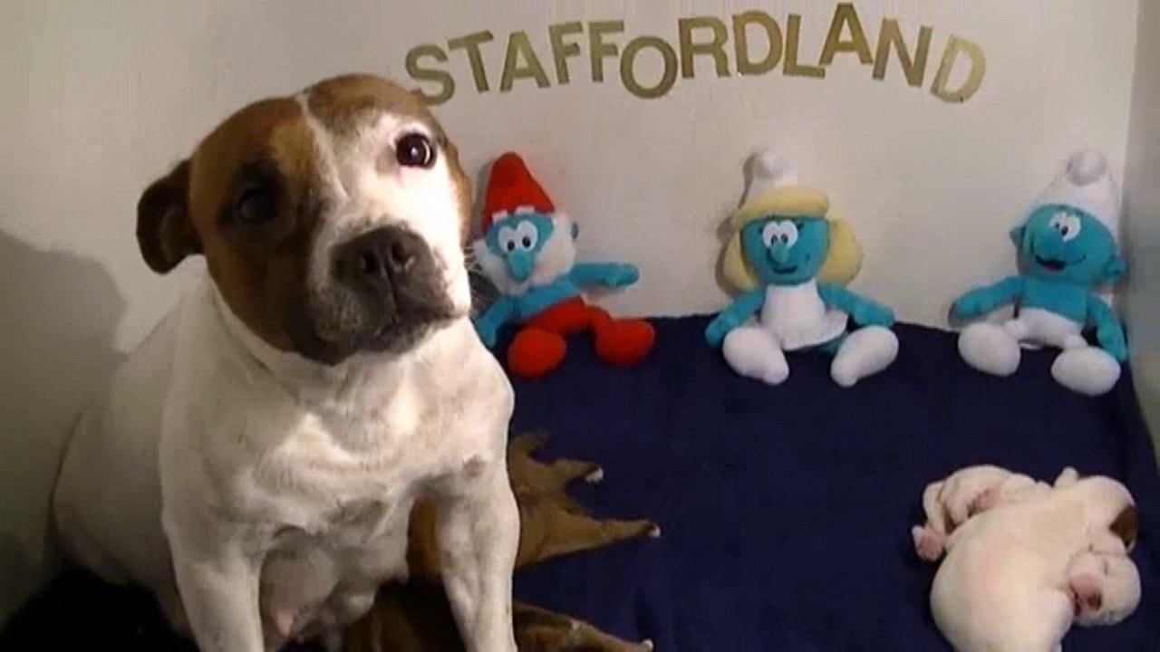 7ème vidéo Chiots de la 27ème portée de STAFFORDLAND