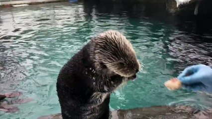 Des animaux découvrent la neige pour la première fois