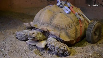 Exhausted From Too Much Sex, Tortoise Gets a Pair of Wheels