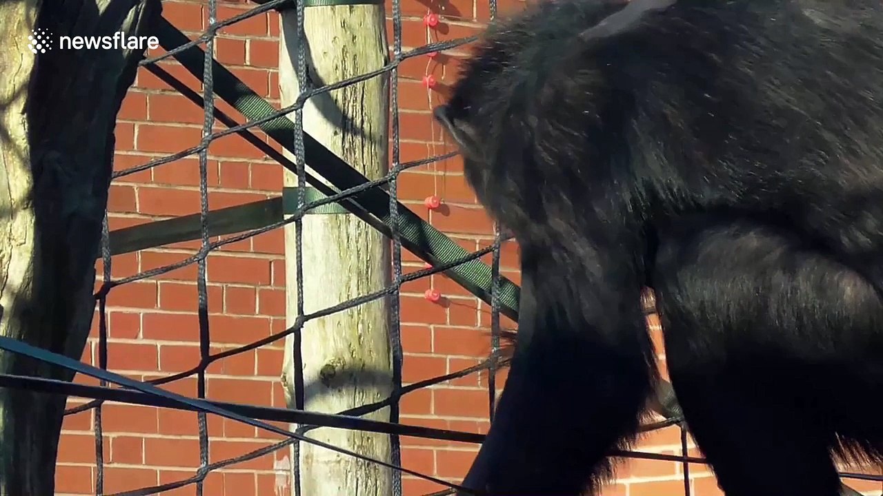 Chimpanzee eats a snowball