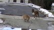 Кот против огромной собаки