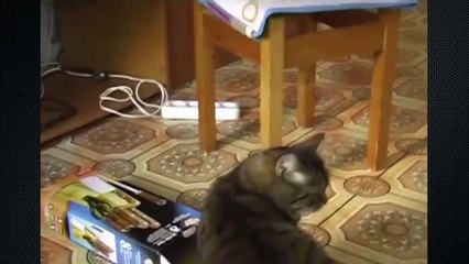 Приколы с котом. Фанат винила. Смешной кот