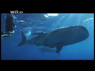 Born to be Wild: Mga tuki o butanding sa Cebu