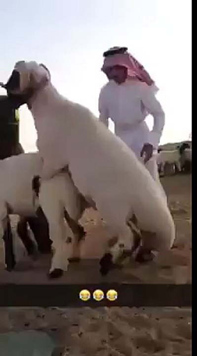 Arab Funny Videos