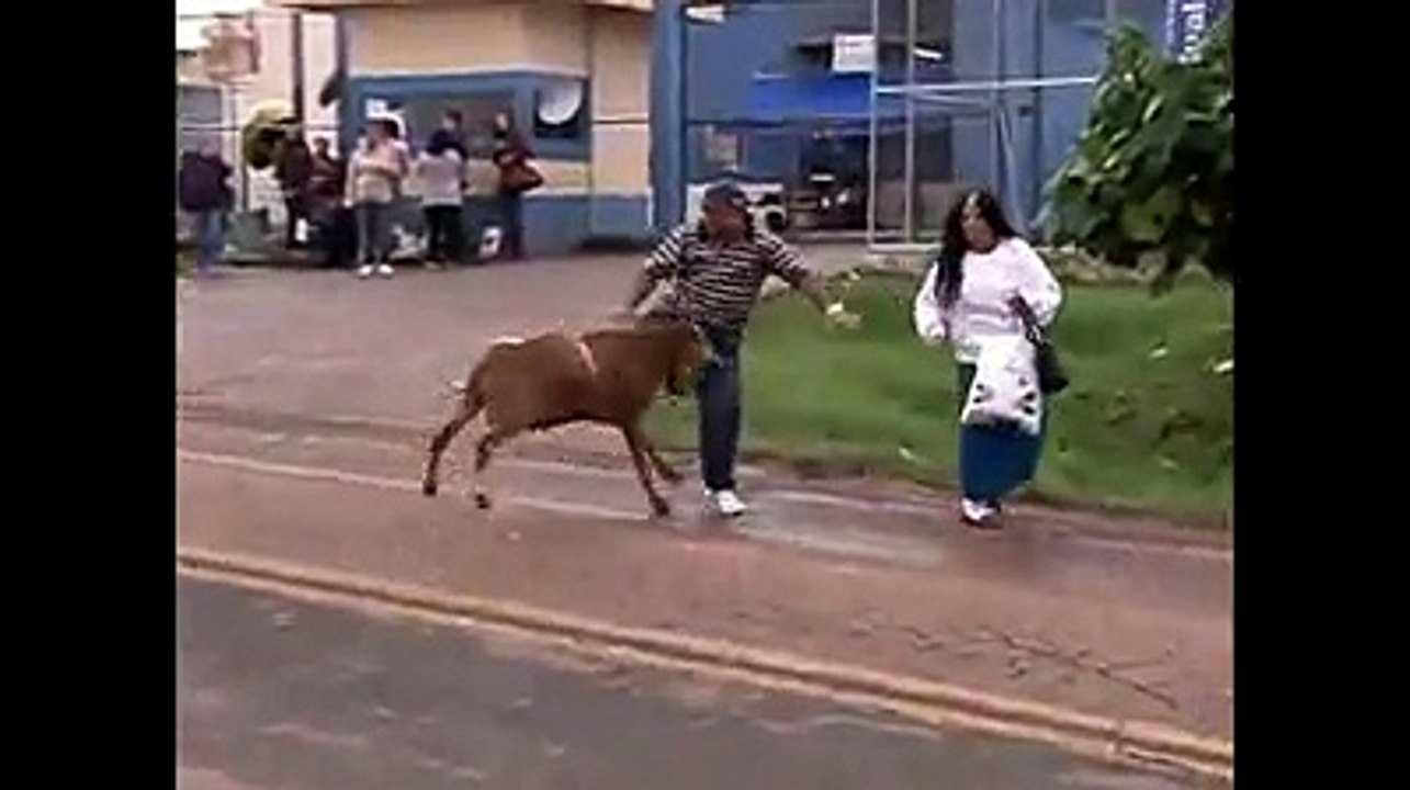Lamb Funny Video You Can't Stop Laugh