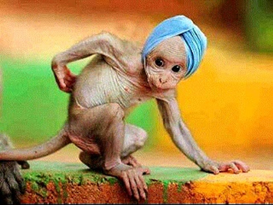Saraiki Song With Funny Pics