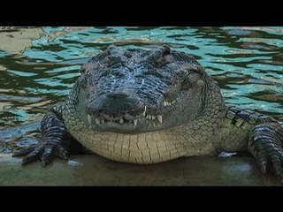 Born to be Wild: Water snakes, pinakakain sa mga buwaya sa Cambodia