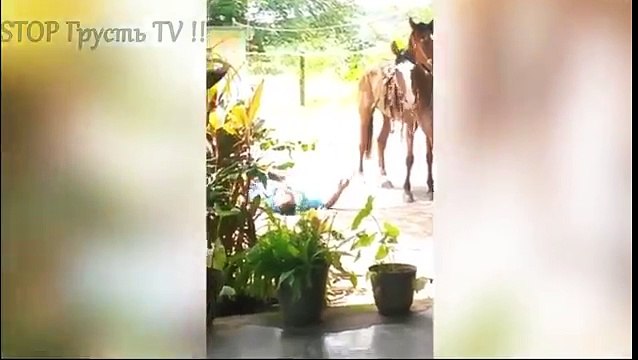 НОВЫЕ ПРИКОЛЫ 2016 Октябрь ★ ЛУЧШИЕ ПРИКОЛЫ ★ Fail Compilation ★ НЕ ДЕТСКИЕ ПРИКОЛЫ 18 2016 №58