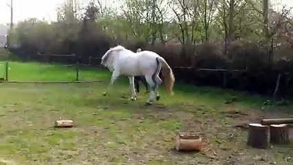 Kadın Ata Şeker Verdi At Kadına Çifte Atarak Karşılık Verdi