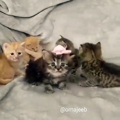 Baby Cats Kittens & I am the only girl
