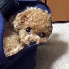 Pocket Dog - Absolutely beautiful and amazing