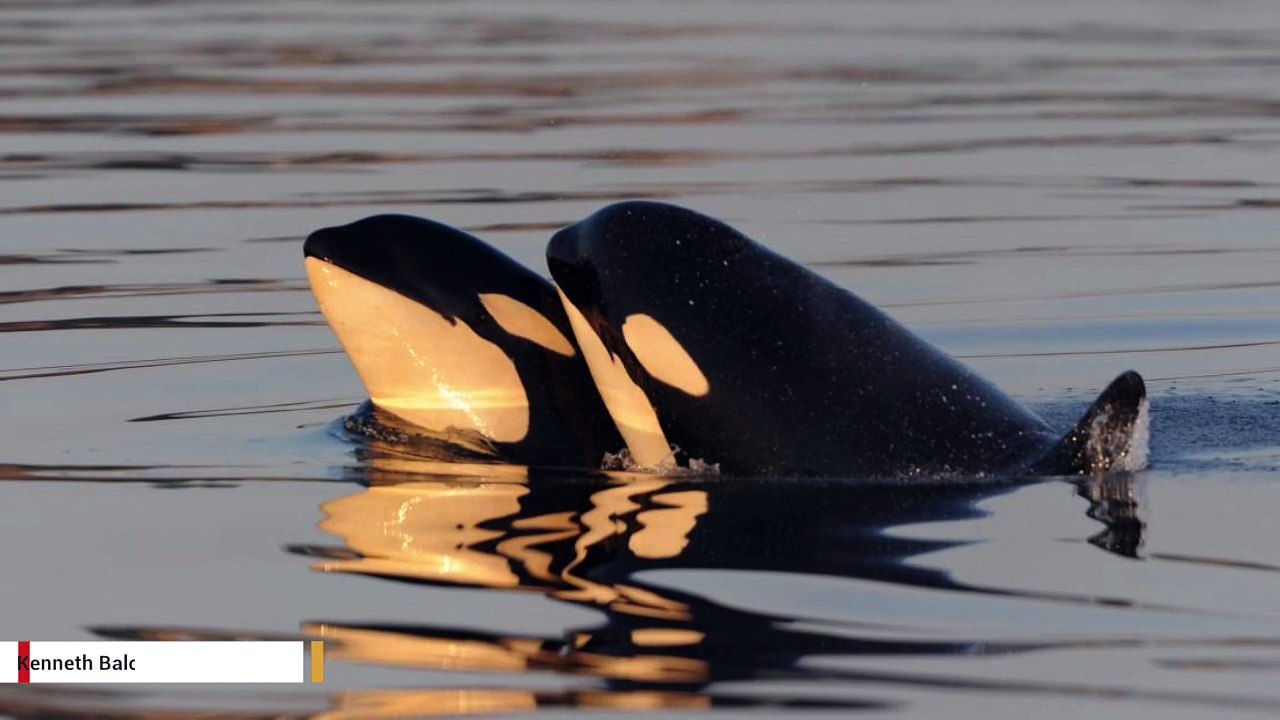 Yes, Killer Whales Go Through Menopause And Here's Why video Dailymotion
