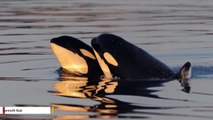 Yes, Killer Whales Go Through Menopause And Here's Why