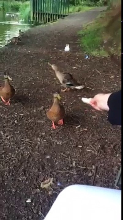 me teasing the ducks