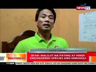 BT: Panghuhuli ng pating para   kunan ng palikpik, patuloy pa   rin