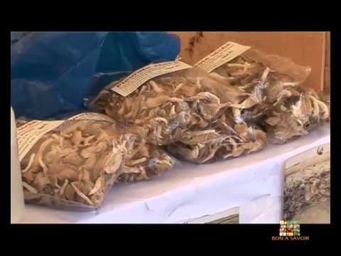 BRAVE PAYSAN / BON A SAVOIR - Comment cultiver le champignon