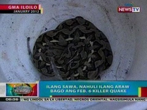 BP: Ilang sawa, nahuli ilang araw bago ang Feb. 6 killer Quake sa Iloilo