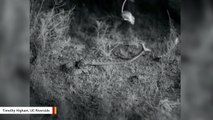 Rattlesnake's Surprise Attack On Kangaroo Rat Caught On High-Speed Camera