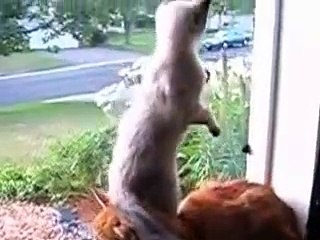 Котенок сел на  кота)