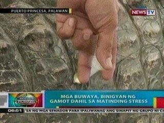 BP: Mga buwaya sa Palawan, binigyan   ng gamot dahil sa matinding   stress