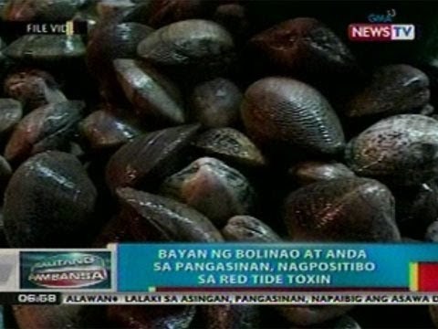 BP: Bayan ng Bolinao at Anda sa Pangasinan, nagpositibo sa red tide toxin